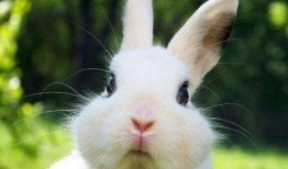 网红吃瓜小兔子视频大全,趣味视频大盘点